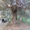 The Small House in the Olive Grove - Lefokastro