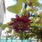 Riad Passiflora
