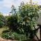 Sunflower Self-Catering