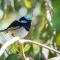 Fairy Wren Cottage Country to Coast Retreat - Wallington