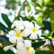 Lanta Casuarina Beach Resort - SHA Plus