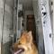 dog friendly nancecliff cottages