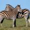 Leeuwenbosch Country House - Amakhala Game Reserve