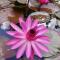 Villa Rose Caraibes
