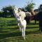 Marshland Alpacas Glamping Lodge - New Holland