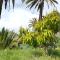 El Pirguan Holiday House, your oasis in La Gomera - Vallehermoso
