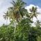 Tropical Paradise