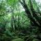 Ananda Chillage Yakushima