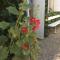Le Clos d'Iris photo 11