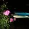 Prespa Resort & Spa