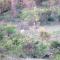Kruger View Tree House