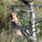 Kruger View Tree House