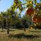Village Camping Fico D’India