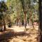 Village Camping Fico D’India