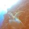 Blue Shark Divers Bunaken