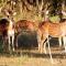 Rathnapriya Safari Guest Galoya - Ampara