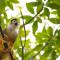 Urraca Monkey Island Eco Resort