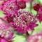 Villa Astrantia