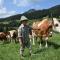 Farm Stay "Alpine Dreams"