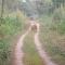 Jungle Wildlife Camp