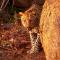 isiLimela Game Lodge - Hoedspruit