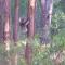 Stringybark Hills Retreat