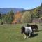 Whispering Spirit Holiday Cottages & Mini Ponies - Franklin