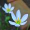 AMAMI-Green-Garden