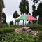 Sourenee Tea Estate - Mirik