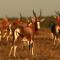 Lalibela Game Reserve - Kichaka Lodge - Paterson