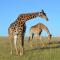 Lalibela Game Reserve - Kichaka Lodge - Paterson