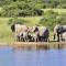 Lalibela Game Reserve Marks Camp