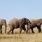 Lalibela Game Reserve Marks Camp