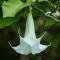 Bungalow La Datura