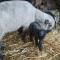 le moulin de froment photo 17