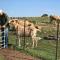Gilgraves Vineyard Farmstay