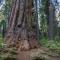 Forest Bears Hideout