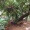 Palm Grove Service Villa