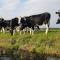 Magnificent farmhouse in Central Holland 4A & 2C