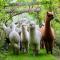 Silverstream Alpaca Farmstay & Tour - Kaiapoi
