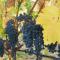 Weingut Herbert Kram