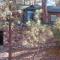 Apple Bear Cabin