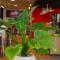 ibis Montpellier Sud