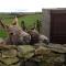 The Buteland Stop Rosie off grid Shepherds Hut - 贝灵汉姆