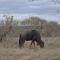 Hazyview Buffalo Game Lodge - 雾观