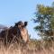 Okavango Lodge - Livingstone