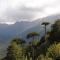 Cabaña Fio-Fio Conguillio National Park - كونجويليو