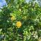 Foto: Bougainvillea House in Crete 20/36