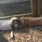 Willow Court Farm Studio East & Petting Farm, 8 mins to Legoland & Windsor, 15 mins to Lapland UK