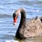 Foto: Black Swan Lakeside Boutique Hotel 14/54